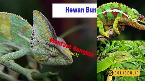Manfaat Icons Fb Bunglon